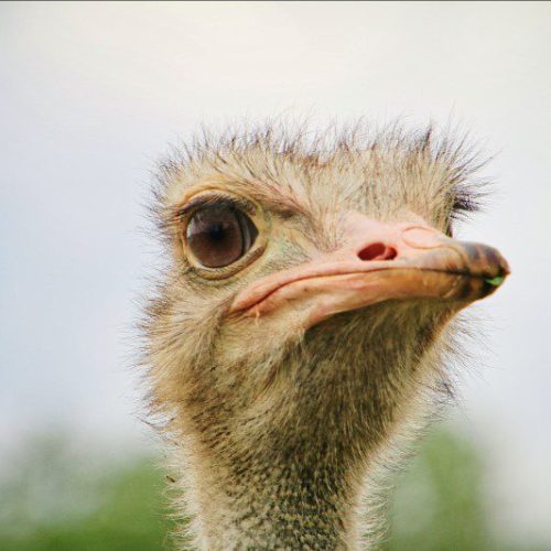 Ostrich